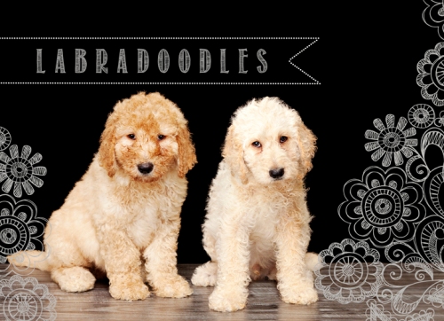 alt="Labradoodle puppies for sale in Ontario"