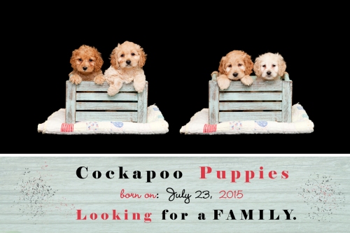 alt="cockapoo puppies for sale in ontario"