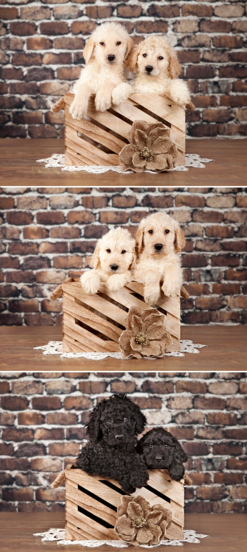 alt="labradoodle puppies for sale in ontario at countryview"