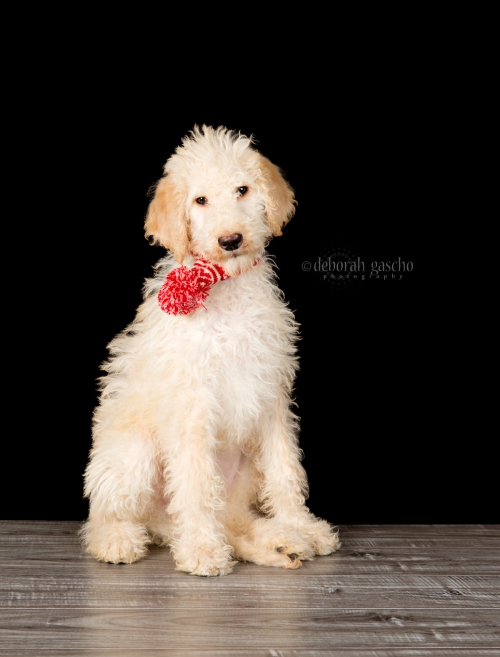 alt="labradoodle puppy for sale in ontario"