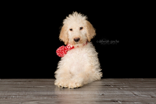 alt="labradoodle puppy for sale in ontario"