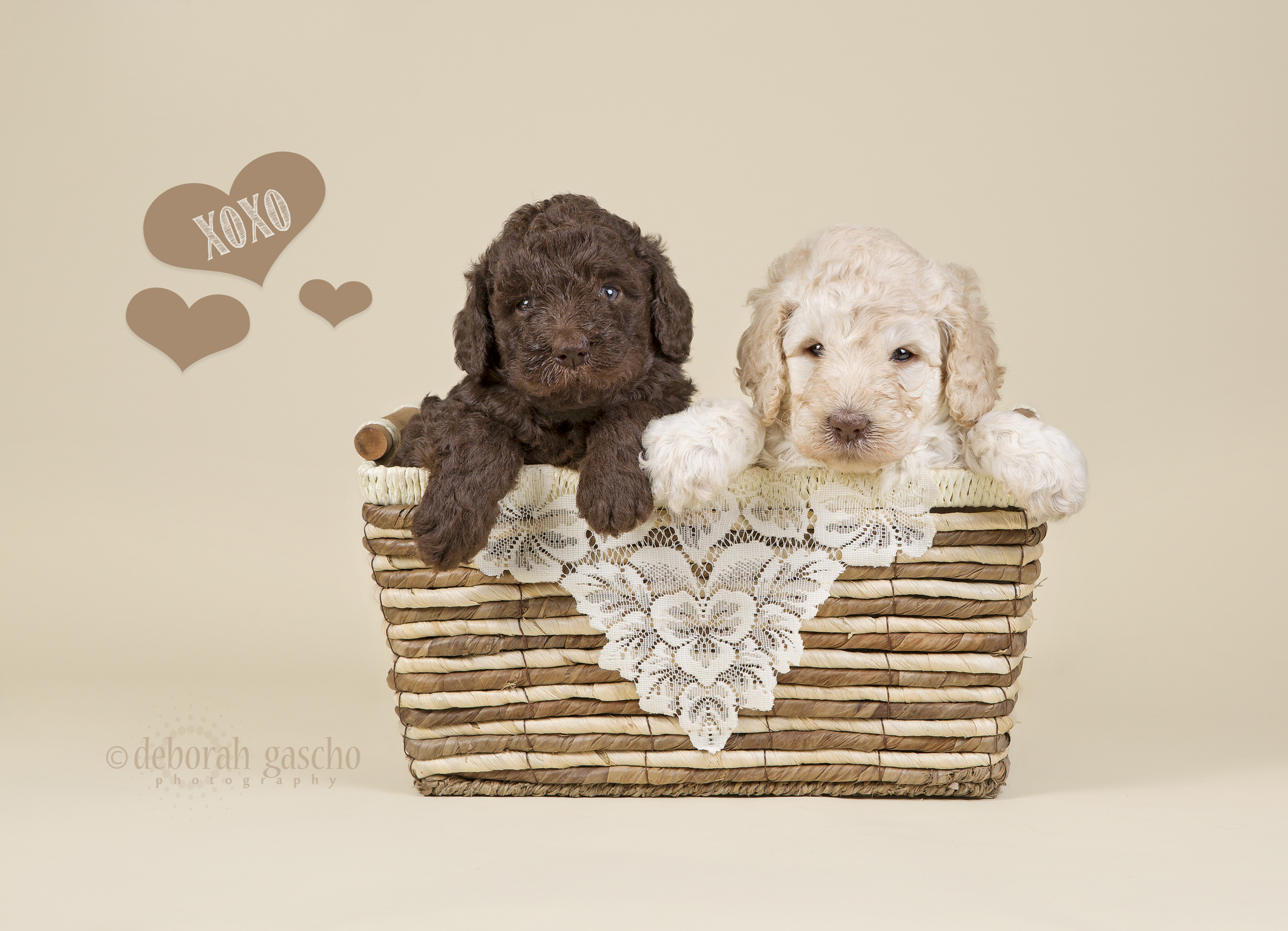 alt="labradoodle puppies for sale in ontario"