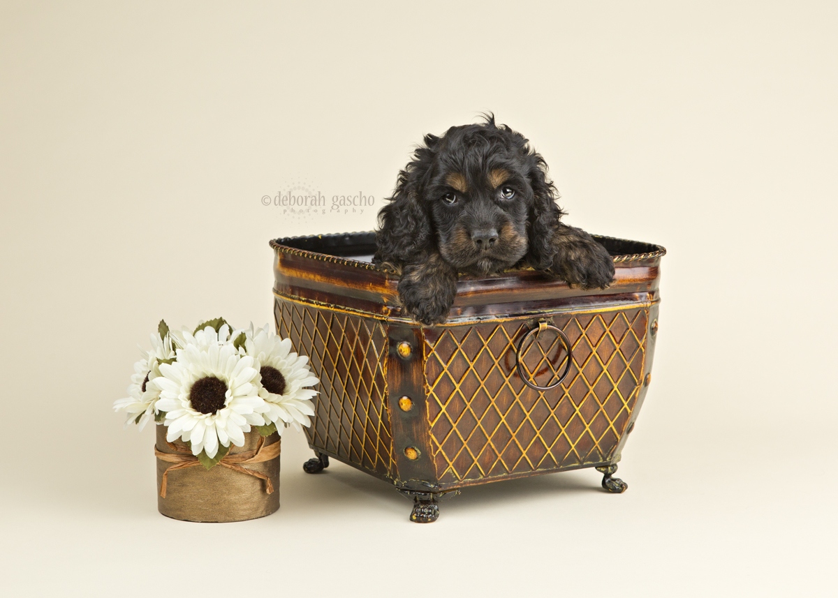 alt="cockapoo puppies for sale in ontario July 2019"