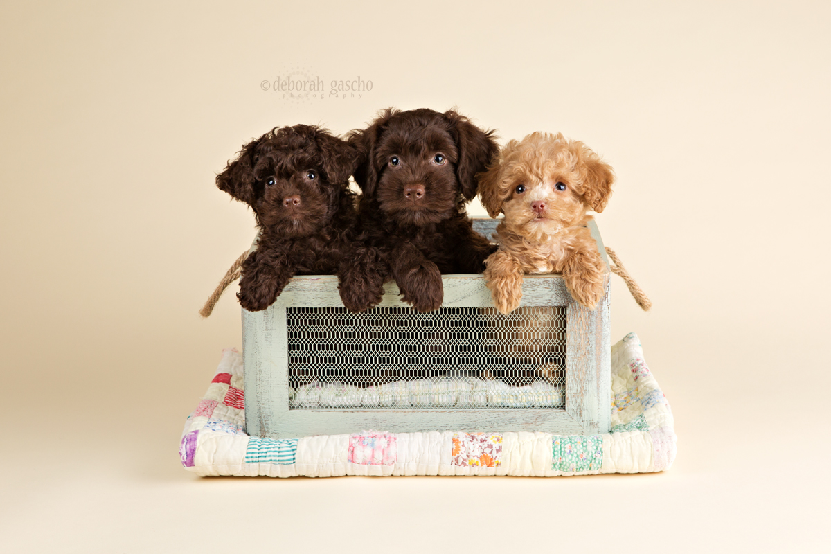alt="puppies for sale in ontario countryview kennel"