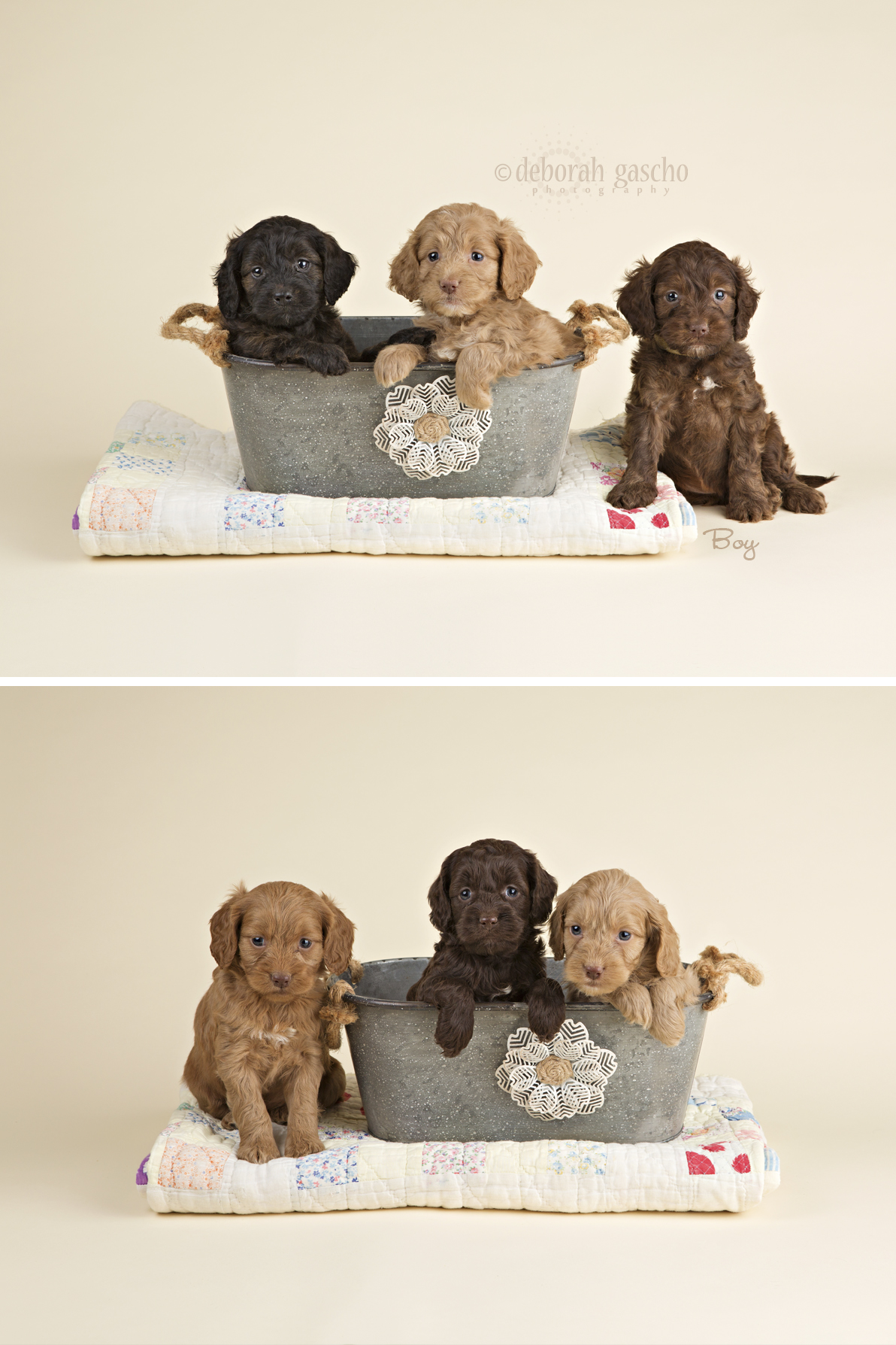 alt="cockapoo puppies for sale ontario countryview kennel"