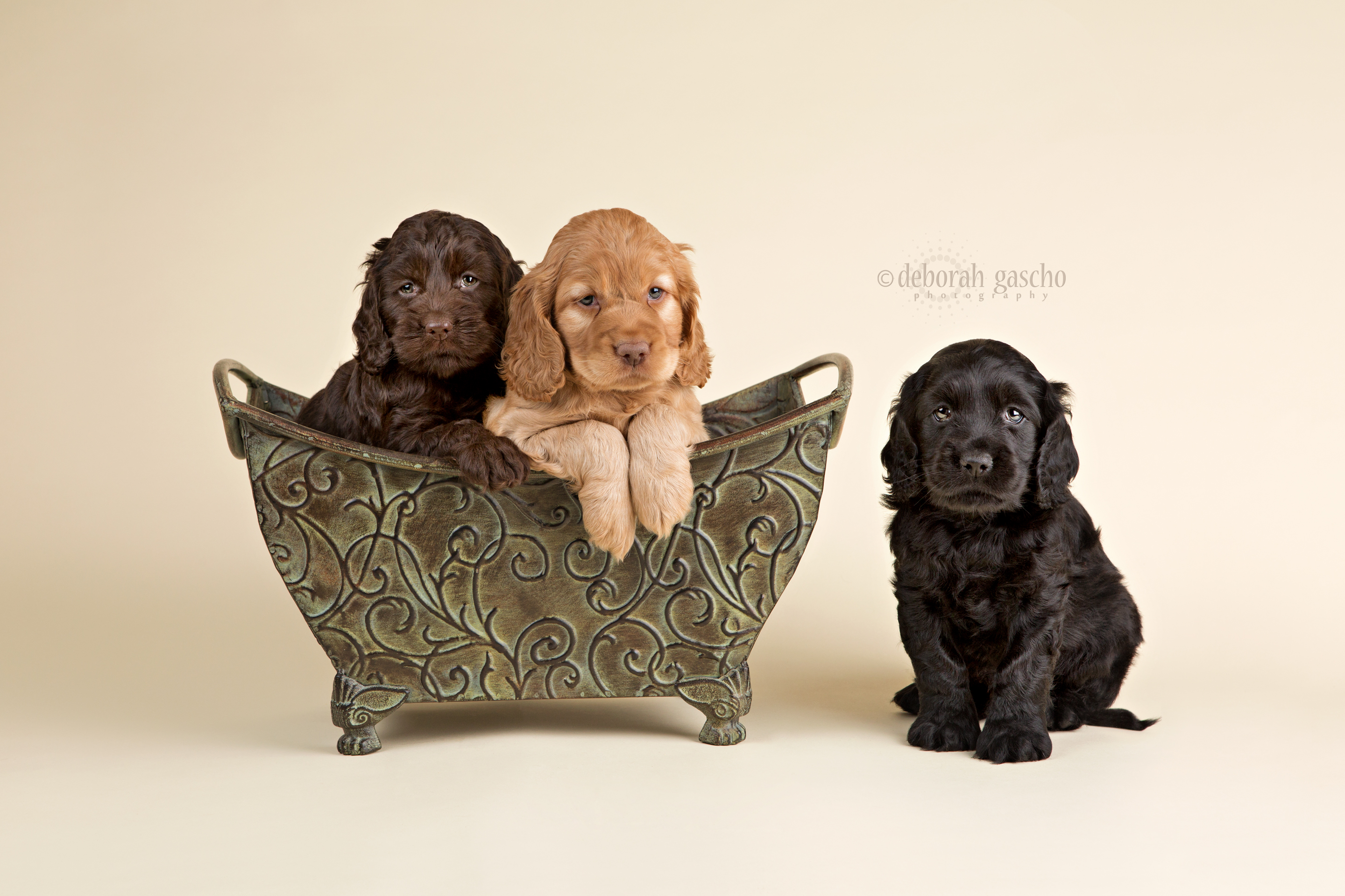 alt="mini labradoodle puppies for sale in ontario"